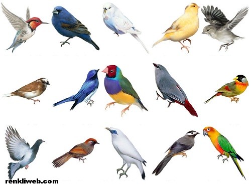 Hangi Kuşların Eti Yenmez? Eti Yenilmeyen Kuşlar Nelerdir?